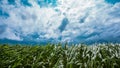 Dark stormy clouds over green cornfield Royalty Free Stock Photo