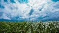 Dark stormy clouds over green cornfield