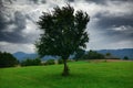 Dark stormy sky and one tree on a meadow in carpathian mountains, wind, countryside, spruces on hills, beautiful nature, summer Royalty Free Stock Photo