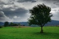 Dark stormy sky and one tree on a meadow in carpathian mountains, wind, countryside, spruces on hills, beautiful nature, summer Royalty Free Stock Photo