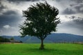 Dark stormy sky and one tree on a meadow in carpathian mountains, wind, countryside, spruces on hills, beautiful nature, summer Royalty Free Stock Photo