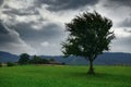 Dark stormy sky and one tree on a meadow in carpathian mountains, wind, countryside, spruces on hills, beautiful nature, summer Royalty Free Stock Photo