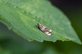 Beautiful Dark Strawberry Tortrix sitting on leaf