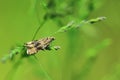 Dark strawberry tortrix moth