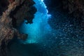 Dark, Submerged Cavern and School of Fish in Caribbean Royalty Free Stock Photo