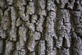 Dark surface of tree bark, texture Royalty Free Stock Photo