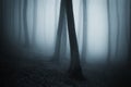 Dark surreal forest with fog