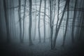 Dark surreal forest with fog on halloween