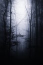 Dark surreal forest with fog at night