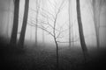 Dark surreal Halloween forest scene Royalty Free Stock Photo