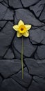 Dark Surrealism: Yellow Daffodil On Stone Wall - Stereotype Photography