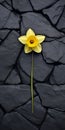 Dark Surrealism Yellow Daffodil On Stone Wall - Stereotype Photography Royalty Free Stock Photo