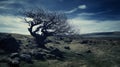 Dark Surrealist Tree In Field: British Topographical Uhd Image