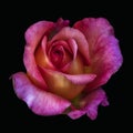 Dark surrealistic rose top view macro in vintage painting style on black Royalty Free Stock Photo