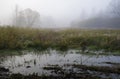 Dark swamp, Kampinos National Park, Poland