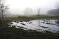 Dark swamp, Kampinos National Park, Poland