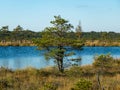 Dark swamp lakes and small pines, reed and marsh landscape in the swamp