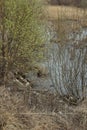 Dark swamp in the park . Watery fields, colorful autumn grass, almost leafless trees. A mystical aura. Selective Focus