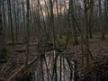 swamp in a bare winter forest in the flemish countryside