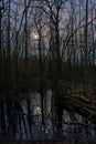 low winter sun over a swamp in a bare winter forest in the flemish countryside