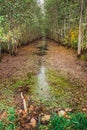 Dark swamp wetlands with grey greens water, Yelnya, Belarus