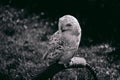 Dark sweet owl in zoo