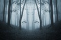 Dark symmetrical creepy forest with fog in late autumn Royalty Free Stock Photo