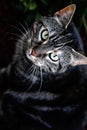 Dark Tabby