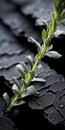 Dark And Tactile Black Plants In The Style Of Tabletop Photography