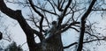 Dark tall bare tree with beautiful branches against cloudy sky. Trunk in snow Royalty Free Stock Photo