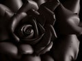 Dark Temptation: A Rose for Your Garden