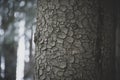 Dark texture of fir tree bark Royalty Free Stock Photo