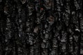 Dark texture of maple bark, embossed background of tree bark