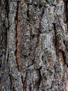 Dark texture of pine bark on an old tree Royalty Free Stock Photo