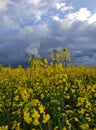 Dark rain sky over a field of yellow rapeseed in Ukraine Royalty Free Stock Photo