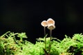 Dark toadstools