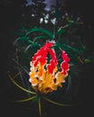 Dark tone flower photography