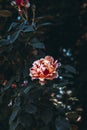 Dark toned photo of a beautiful rose bush with a large flower