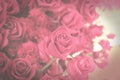 Dark toned vintage flowers background of pink rose Royalty Free Stock Photo