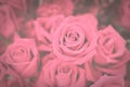 Dark toned vintage flowers background of pink rose Royalty Free Stock Photo