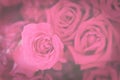 Dark toned vintage flowers background of pink rose Royalty Free Stock Photo