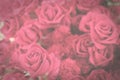 Dark toned vintage flowers background of pink rose Royalty Free Stock Photo