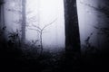 Dark Transylvanian forest with fog Royalty Free Stock Photo