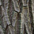 Of dark tree bark featuring deep grooves and large, irregular Royalty Free Stock Photo