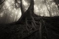 Dark tree with big roots in mysterious forest on Halloween Royalty Free Stock Photo