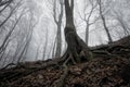 Dark tree in a frozen forest Royalty Free Stock Photo