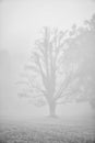 Dark Tree Silhouette In Fog