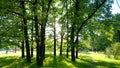 Dark tree trunks against the bright greens