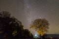 Dark trees along road under black sky with myriads of white star