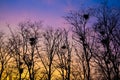 Dark trees with crows ` nests in the harsh light of a stunning sunset. Royalty Free Stock Photo